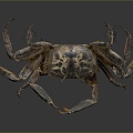 crab sea crab river crab hairy crab bread crab hermit crab big crab small crab marine animal fish 3d model