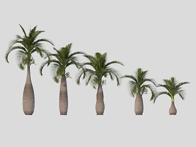 Different Sizes of Palm Trees With Bulbous Trunks Arranged In A Row 3d model