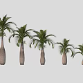 Different Sizes of Palm Trees With Bulbous Trunks Arranged In A Row