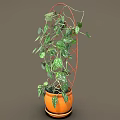 Decorative Climbing Plant With Green Leaves White Spots On Red Metal Trellis In Orange Pot