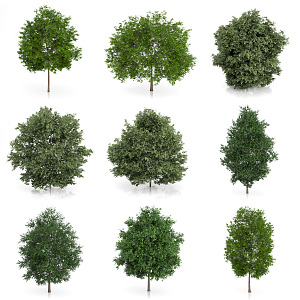 The Modern Tree 3d model