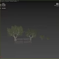 African Olive Tree Garden Landscaping With Leaves Trunk And Canopy Features