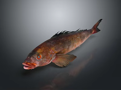 Red and Brown Fish With Sharp Fins Red Eyes And Open Mouth On Dark Background 3d model