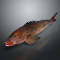 Red and Brown Fish With Sharp Fins Red Eyes And Open Mouth On Dark Background