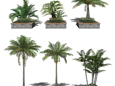 Modern Tree Subtropical Plant Palm Plant Greening Plant model