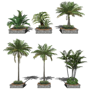 Modern Tree Subtropical Plant Palm Plant Greening Plant 3d model