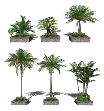 Modern Tree Subtropical Plant Palm Plant Greening Plant 3d model