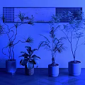 Different Types of Indoor Potted Plants in Ceramic Woven and Metal Pots on Wooden Floor