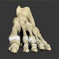 Medical Device Human Foot Bone Model For Anatomical Teaching Featuring Detailed Structure 3d model