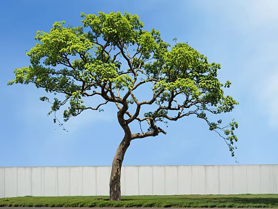 Tall Green Leafy Tree Standing Against Blue Sky With White Wall and Green Grass Below 3d model