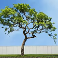 Tall Green Leafy Tree Standing Against Blue Sky With White Wall and Green Grass Below