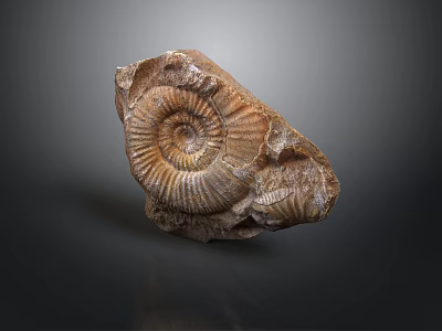 Ancient Ammonite Fossil With Spiral Structure And Detailed Shell Texture 3d model