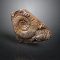 Ancient Ammonite Fossil With Spiral Structure And Detailed Shell Texture