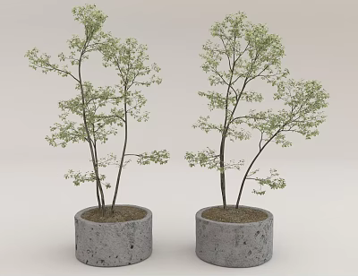 Two Bonsai Plants in Concrete Pots with Slender Trunks and Green Foliage 3d model