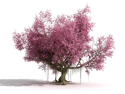 Blooming Arbor with Pink Blossoms Thick Trunk and Hanging Aerial Roots 3d model
