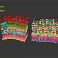 Medical Device Biological Membrane Structure With Double Layer Colorful Stripes And Blue Components
