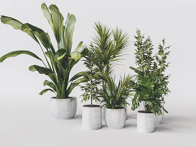 Potted Bonsai Plants With Various Green Foliage In White Planters Modern Minimalist Indoor Decor 3d model