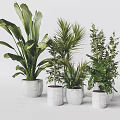 Potted Bonsai Plants With Various Green Foliage In White Planters Modern Minimalist Indoor Decor
