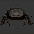 Modern Beetle Beetle Beetles Dung Beetles Scarab 3d model