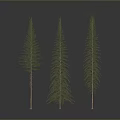 Three Slender Bare Trees Against Dark Gradient Background With Reflective Ground 3d model