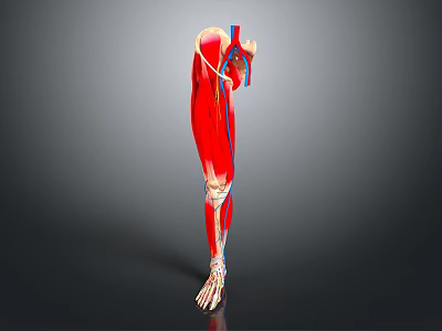 Detailed 3D Anatomical Model of Human Eye Showing Cornea Retina and Optic Structures 3d model