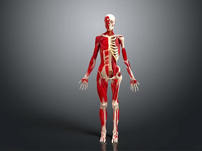 Detailed 3D Human Limbs Anatomical Model Displaying Skeleton And Muscle Structure 3d model