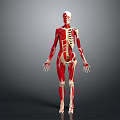 Detailed 3D Human Limbs Anatomical Model Displaying Skeleton And Muscle Structure