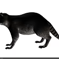 Realistic Raccoon With Grey Fur And Ringed Tail In Natural Pose
