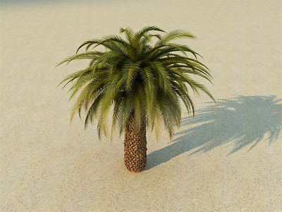 Palm Tree With Green Fronds And Brown Trunk On Sandy Ground With Shadow 3d model