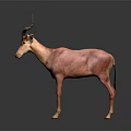 Pink Antelope Standing With Long Horns On Dark Background Showing Reflection 3d model