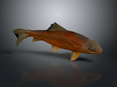 Orange Aquatic Fish With Black Fins And Tail And Shiny Scales On Gray Background 3d model