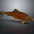 Orange Aquatic Fish With Black Fins And Tail And Shiny Scales On Gray Background