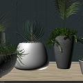 Various Potted Plants in Decorative Pots with Blue Wall and Wooden Floor