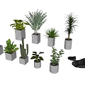 Different Types of Bonsai and Potted Plants in White Pots with Stones