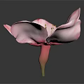 Pink Flower With Delicate Petals And Yellow Stamens On Dark Background