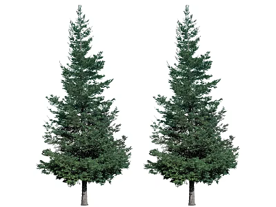 Pair of Tall Evergreen Trees With Dense Green Foliage And Sturdy Trunks 3d model