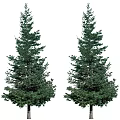 Pair of Tall Evergreen Trees With Dense Green Foliage And Sturdy Trunks
