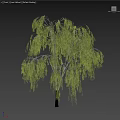 Weeping Willow Tree With Green Hanging Branches Slender Trunk And Human Figure For Scale 3d model