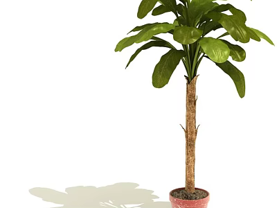 Potted Plant With Tall Trunk And Large Green Leaves In Red Pot For Indoor Decor 3d model