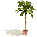 Potted Plant With Tall Trunk And Large Green Leaves In Red Pot For Indoor Decor