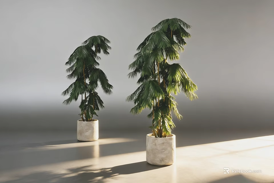 Two Green Bonsai Potted Plants in White Ceramic Pots with Natural Light 3d model 