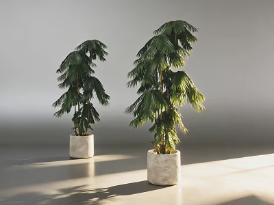 Two Green Bonsai Potted Plants in White Ceramic Pots with Natural Light 3d model