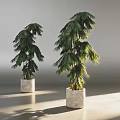 Two Green Bonsai Potted Plants in White Ceramic Pots with Natural Light