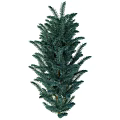 Tall Evergreen Arbor with Lush Green Foliage and Dense Upright Branches