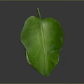 Green Leaf With Organ Like Structure And Hair Like Texture Details