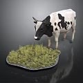Black and White Spotted Cow Standing on Green Grass with Simple Background