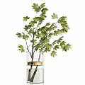 Transparent Glass Vases With Gold Trim And Green Leafy Plants On Display Shelf