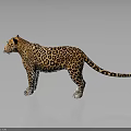 Stunning Leopard with Orange Black Spotted Fur Standing with Reflection on Dark Smooth Surface 3d model