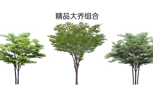 Modern Tree Plants 3d model