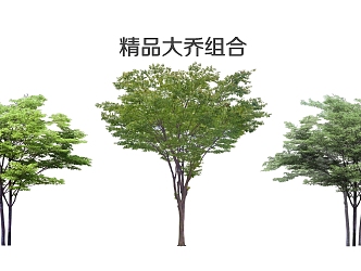 Modern Tree Plants 3d model